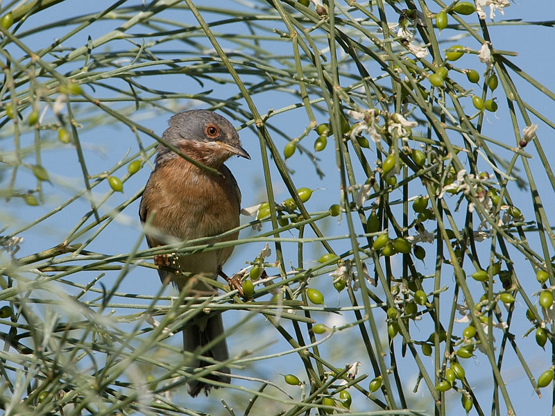 Sylvia cantillans Subalpine Warbler Baardgrasmus